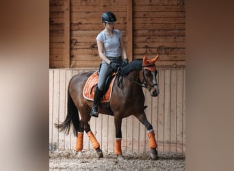 Poney de selle allemand, Hongre, 8 Ans, 146 cm, Bai