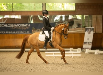Poney de selle allemand, Hongre, 8 Ans, 147 cm, Alezan