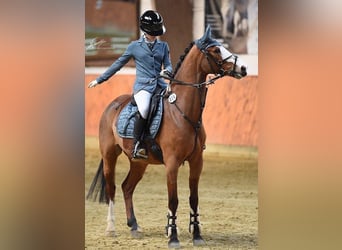 Poney de selle allemand, Hongre, 8 Ans, 147 cm, Alezan