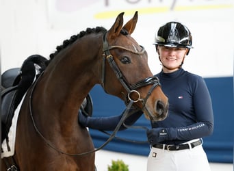 Poney de selle allemand, Hongre, 8 Ans, 147 cm, Bai brun