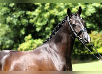 Poney de selle allemand, Hongre, 8 Ans, 147 cm, Noir