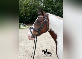 Poney de selle allemand, Hongre, 8 Ans, 147 cm, Pinto