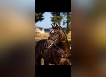 Poney de selle allemand, Hongre, 8 Ans, 148 cm, Alezan brûlé