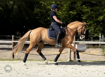 Poney de selle allemand, Hongre, 8 Ans, 148 cm, Alezan dun