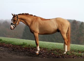 Poney de selle allemand, Hongre, 8 Ans, 148 cm, Alezan dun