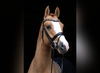 Poney de selle allemand, Hongre, 8 Ans, 148 cm, Alezan dun