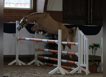 Poney de selle allemand, Hongre, 8 Ans, 148 cm, Alezan dun