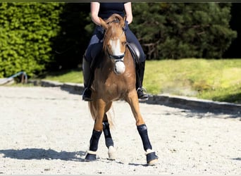 Poney de selle allemand, Hongre, 8 Ans, 148 cm, Alezan dun