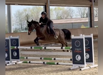Poney de selle allemand, Hongre, 8 Ans, 148 cm, Bai brun