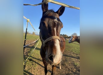 Poney de selle allemand, Hongre, 8 Ans, 148 cm, Bai