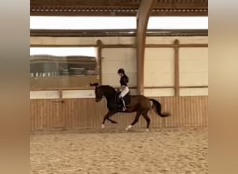 Poney de selle allemand, Hongre, 8 Ans, 148 cm, Bai