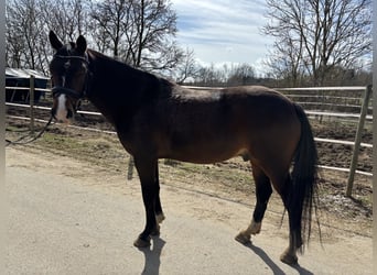 Poney de selle allemand, Hongre, 8 Ans, 148 cm, Bai