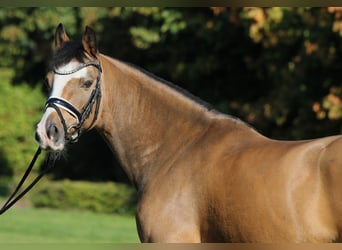 Poney de selle allemand, Hongre, 8 Ans, 148 cm, Isabelle