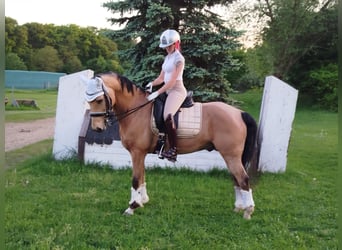 Poney de selle allemand, Hongre, 8 Ans, 148 cm, Isabelle