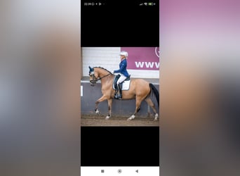 Poney de selle allemand, Hongre, 8 Ans, 148 cm, Isabelle