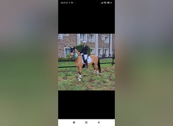 Poney de selle allemand, Hongre, 8 Ans, 148 cm, Isabelle