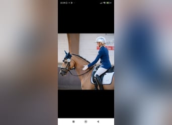 Poney de selle allemand, Hongre, 8 Ans, 148 cm, Isabelle