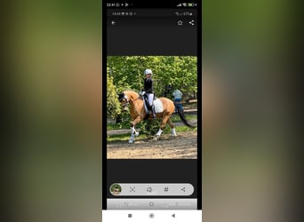 Poney de selle allemand, Hongre, 8 Ans, 148 cm, Isabelle
