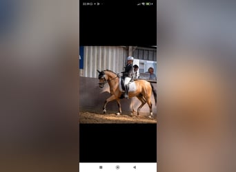 Poney de selle allemand, Hongre, 8 Ans, 148 cm, Isabelle