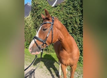 Poney de selle allemand, Hongre, 8 Ans, 153 cm, Alezan