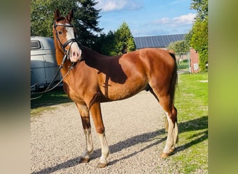Poney de selle allemand, Hongre, 8 Ans, 153 cm, Alezan