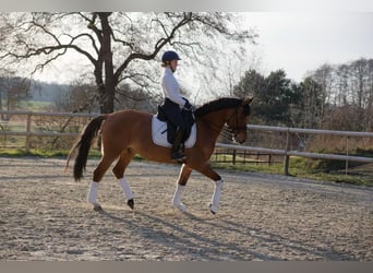 Poney de selle allemand, Hongre, 8 Ans, 153 cm, Bai