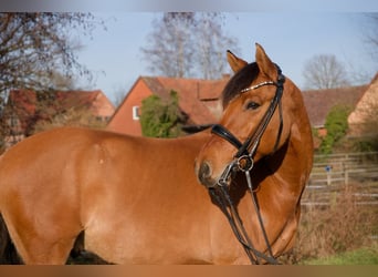 Poney de selle allemand, Hongre, 8 Ans, 153 cm, Bai