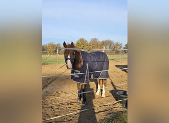 Poney de selle allemand, Hongre, 8 Ans, 156 cm, Alezan brûlé