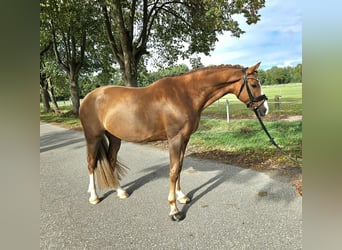 Poney de selle allemand, Hongre, 8 Ans, 156 cm, Alezan brûlé