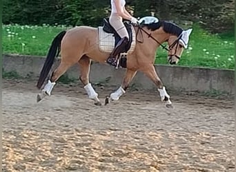 Poney de selle allemand, Hongre, 8 Ans, Buckskin