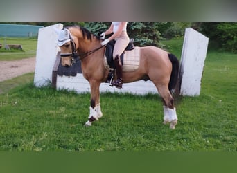 Poney de selle allemand, Hongre, 8 Ans, Buckskin