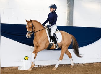 Poney de selle allemand, Hongre, 9 Ans, 143 cm, Alezan