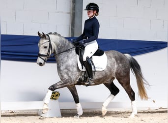 Poney de selle allemand, Hongre, 9 Ans, 145 cm, Aubère