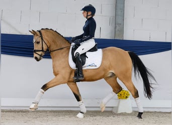 Poney de selle allemand, Hongre, 9 Ans, 145 cm, Isabelle