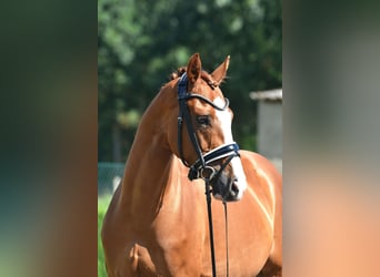 Poney de selle allemand, Hongre, 9 Ans, 146 cm, Alezan