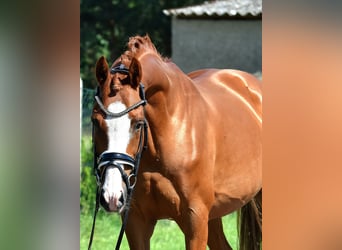 Poney de selle allemand, Hongre, 9 Ans, 146 cm, Alezan