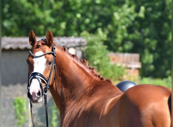 Poney de selle allemand, Hongre, 9 Ans, 146 cm, Alezan