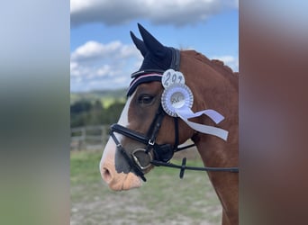 Poney de selle allemand, Hongre, 9 Ans, 146 cm, Alezan