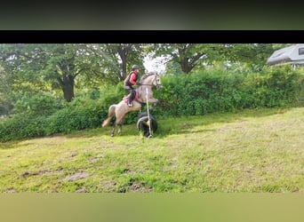 Poney de selle allemand, Hongre, 9 Ans, 146 cm, Gris (bai-dun)