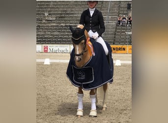 Poney de selle allemand, Hongre, 9 Ans, 146 cm, Palomino