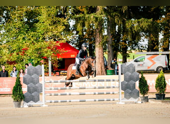 Poney de selle allemand, Hongre, 9 Ans, 147 cm, Bai brun