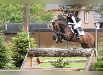 Poney de selle allemand, Hongre, 9 Ans, 147 cm, Bai brun