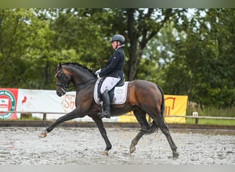 Poney de selle allemand, Hongre, 9 Ans, 147 cm, Bai brun