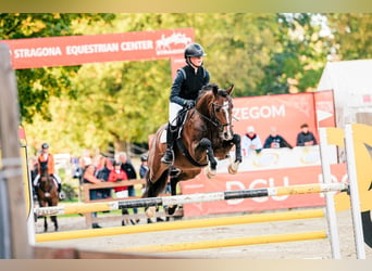 Poney de selle allemand, Hongre, 9 Ans, 147 cm, Bai brun