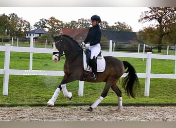 Poney de selle allemand, Hongre, 9 Ans, 147 cm, Bai