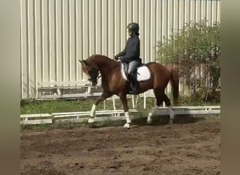 Poney de selle allemand, Hongre, 9 Ans, 148 cm, Alezan