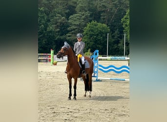 Poney de selle allemand, Hongre, 9 Ans, 148 cm, Bai