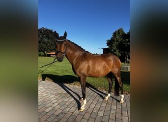 Poney de selle allemand, Hongre, 9 Ans, 148 cm, Bai