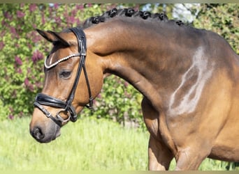 Poney de selle allemand, Hongre, 9 Ans, 148 cm, Bai