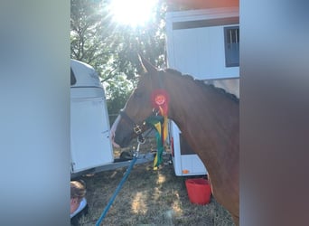 Poney de selle allemand, Hongre, 9 Ans, 148 cm, Bai